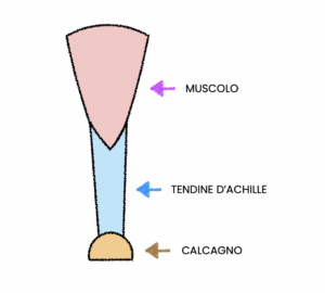 tenotomia percutanea achille